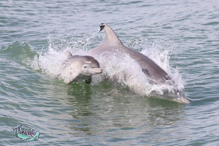 an animal swimming in the water