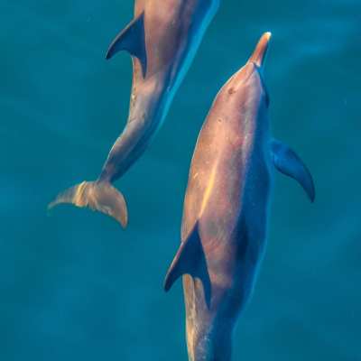 a dolphin jumping out of the water