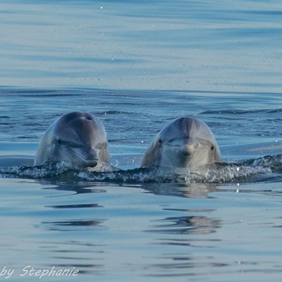 a dog swimming in a body of water