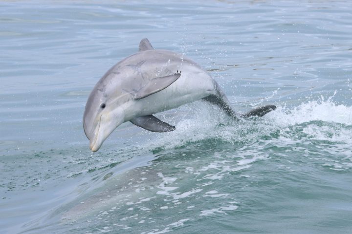 a dolphin jumping out of the water