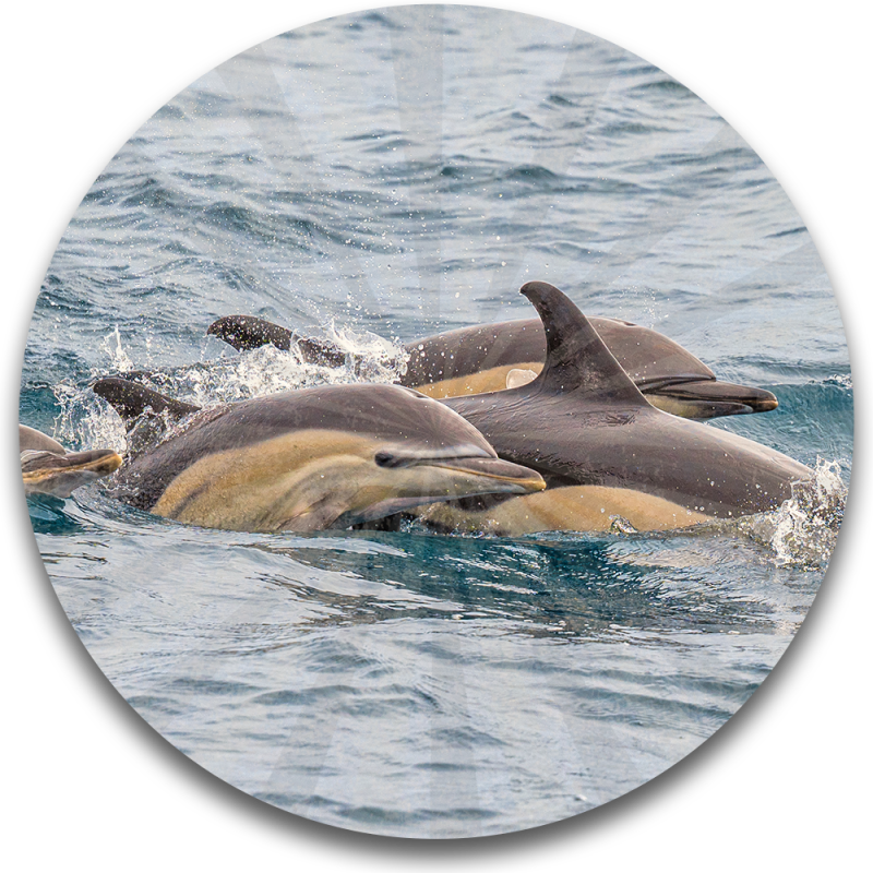 dolphins a dolphin jumping out of the water
