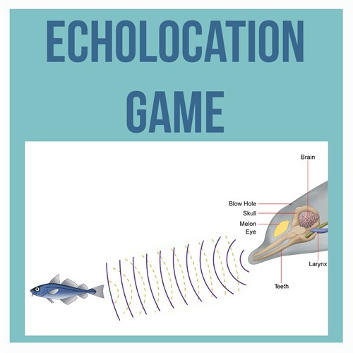 ECHOLOCATION GAME