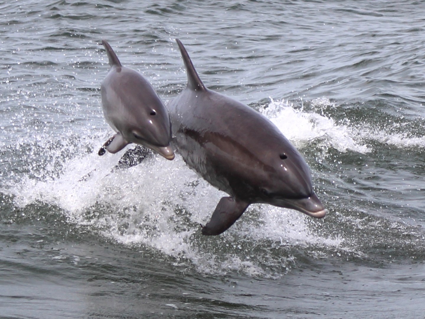 a dolphin jumping out of the water