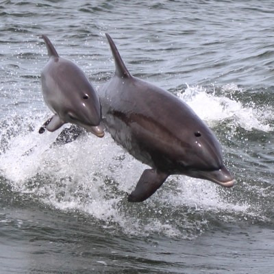 a dolphin jumping out of the water