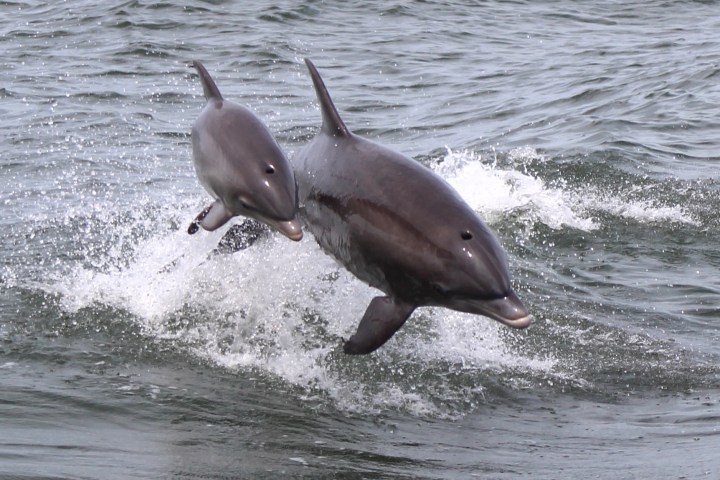 a dolphin jumping out of the water