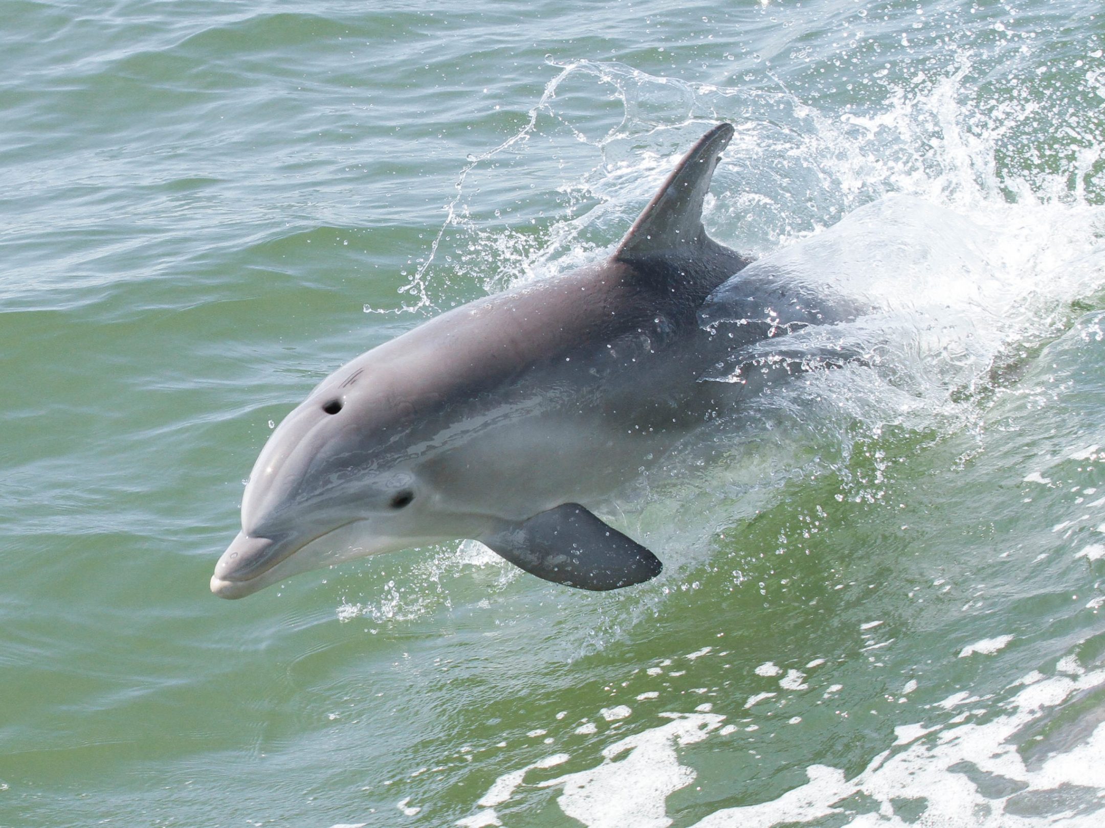 an animal swimming in the water