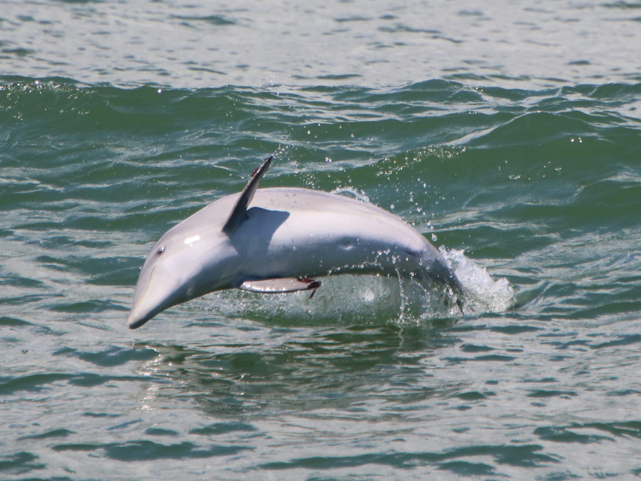 a person riding a surf board on a body of water