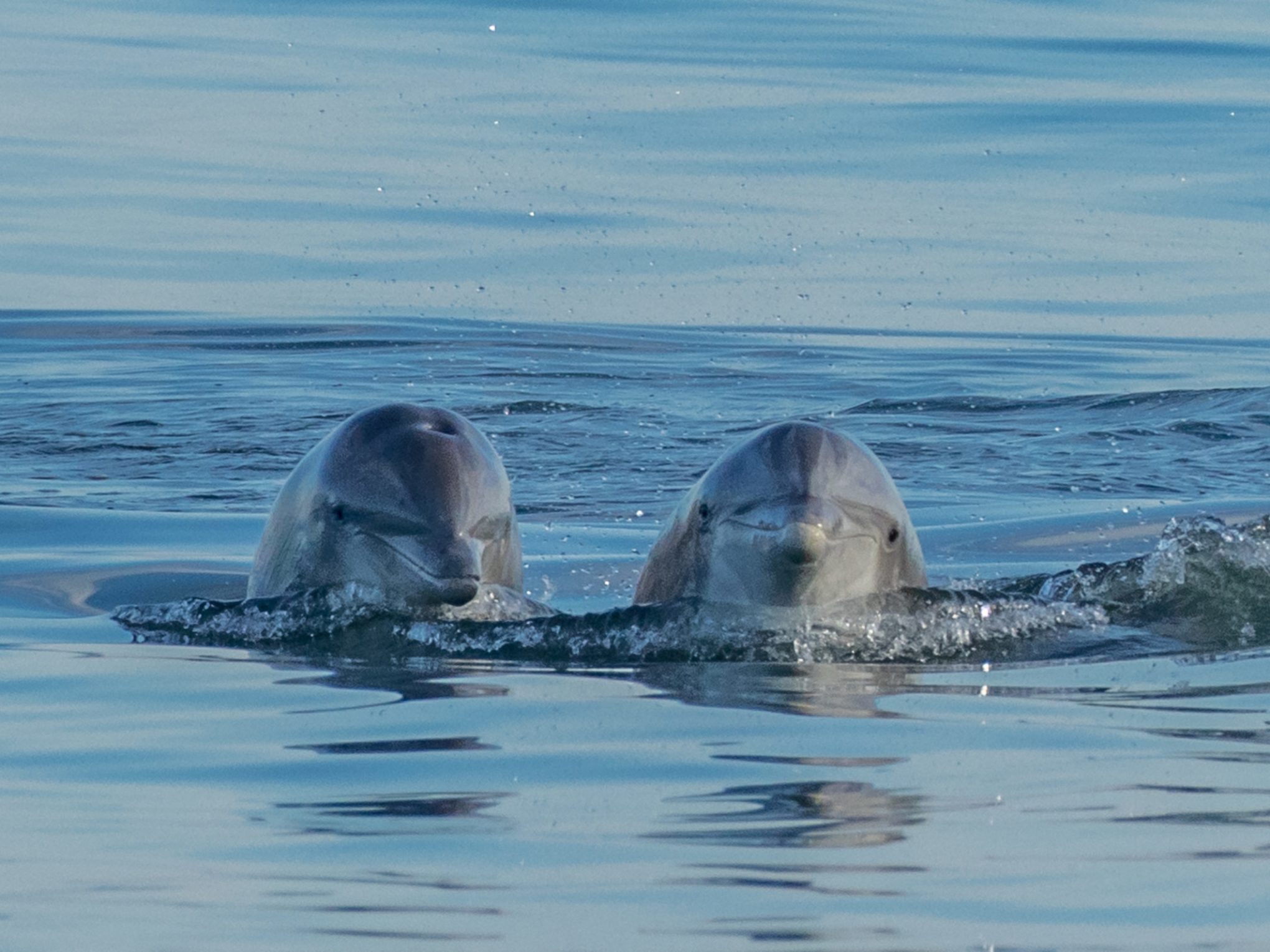 a dog swimming in a body of water