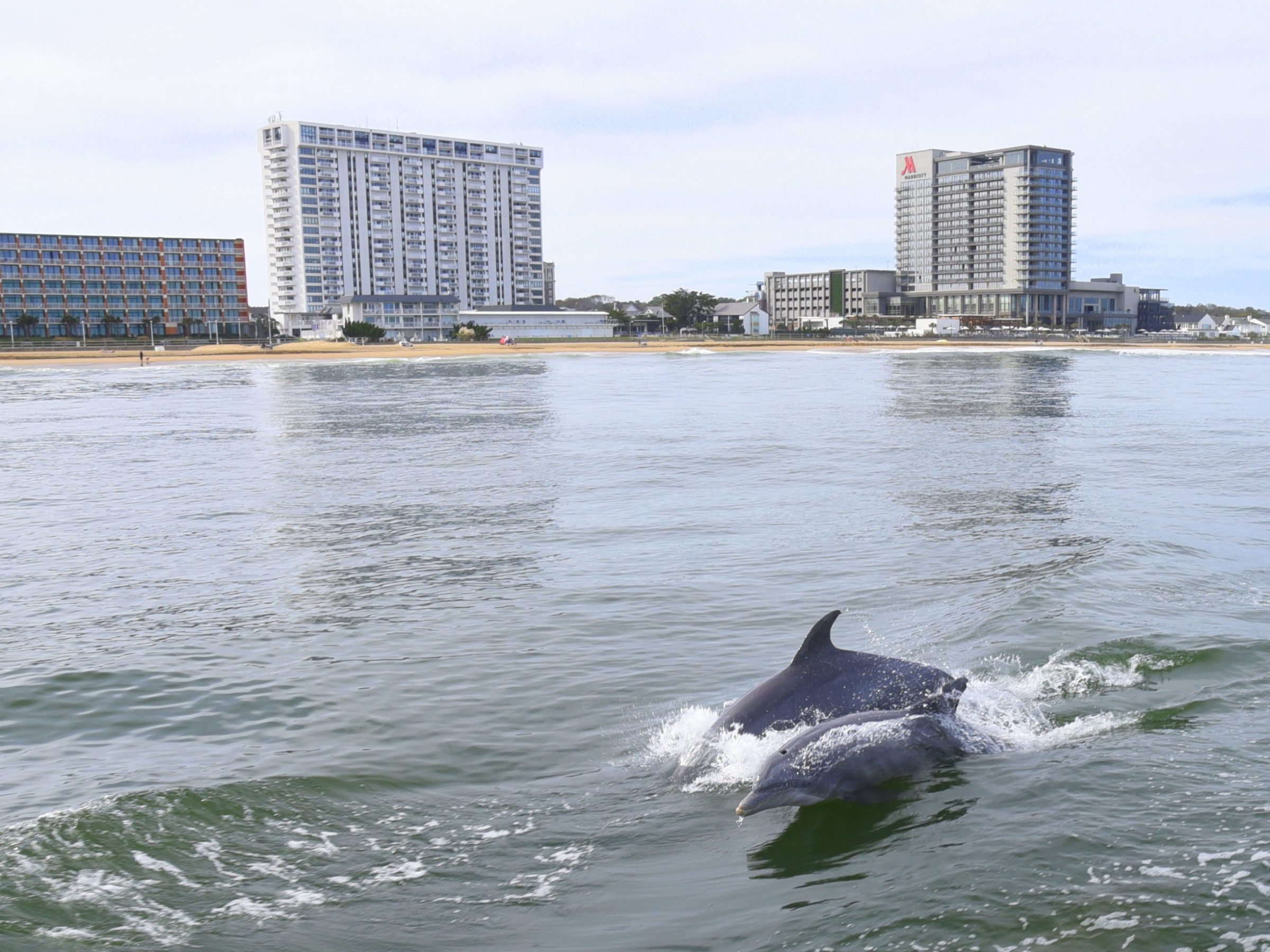 a small animal in a body of water with a city in the background