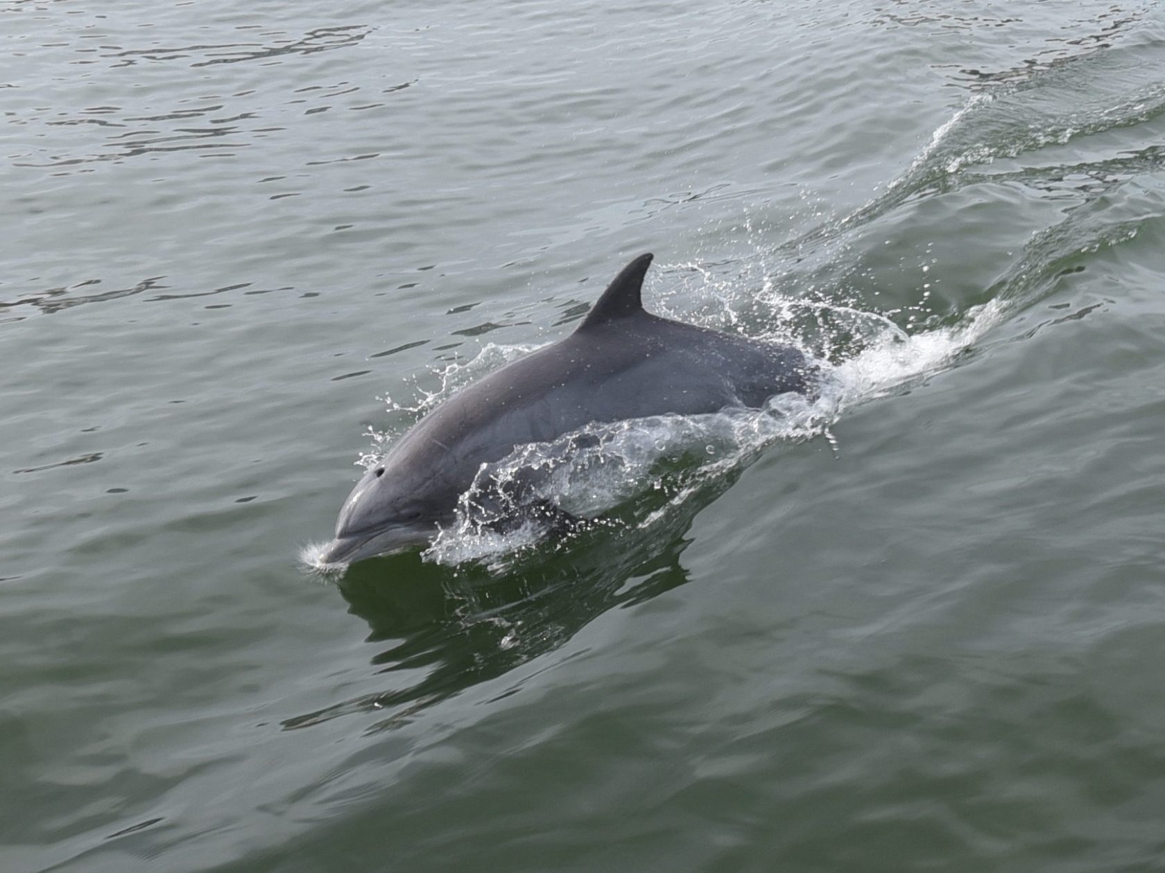 an animal swimming in the water