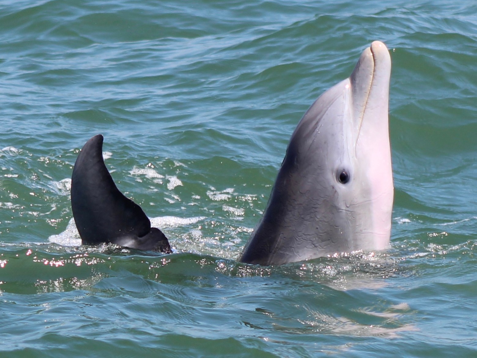 a bird swimming in water
