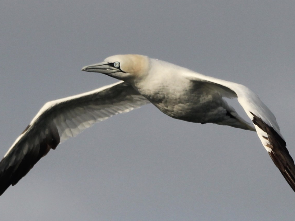a bird flying in the air