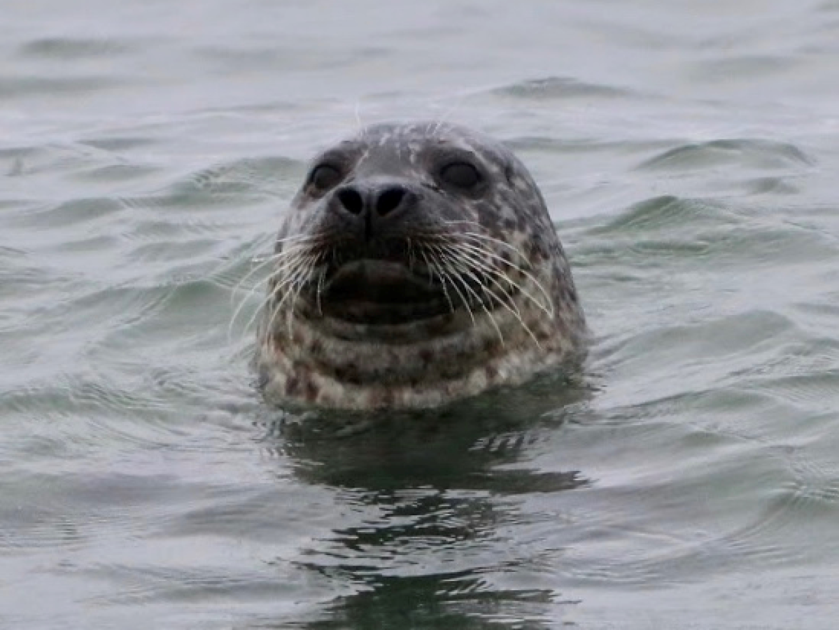 a polar bear swimming in a body of water
