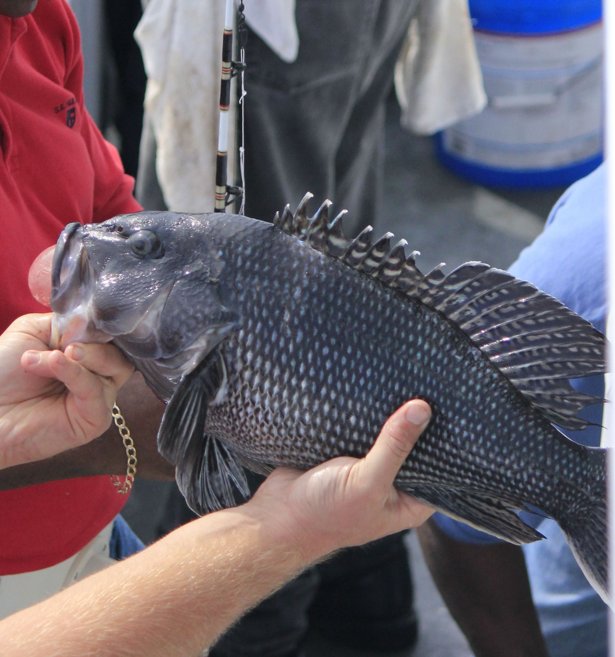 seabass a person holding an animal