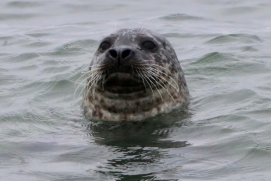 a polar bear swimming in a body of water