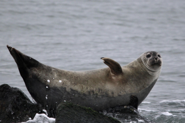 a seal located in a body of water