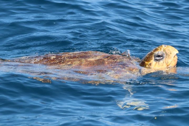 a dog swimming in a body of water