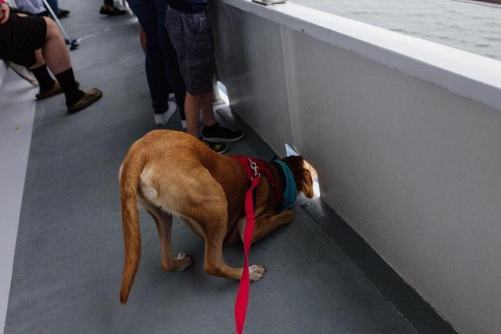 a dog peeking off of a boat