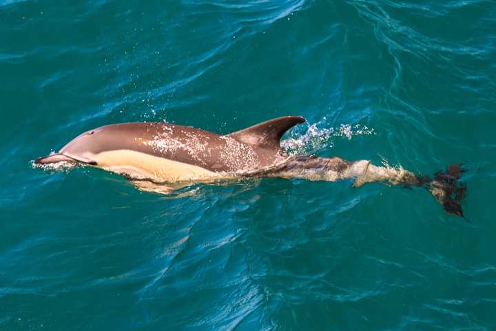 an animal swimming in the water