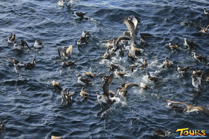 a flock of seagulls are swimming in a body of water