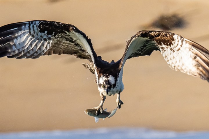 a close up of a bird