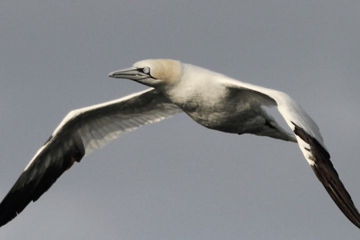 a bird flying in the air