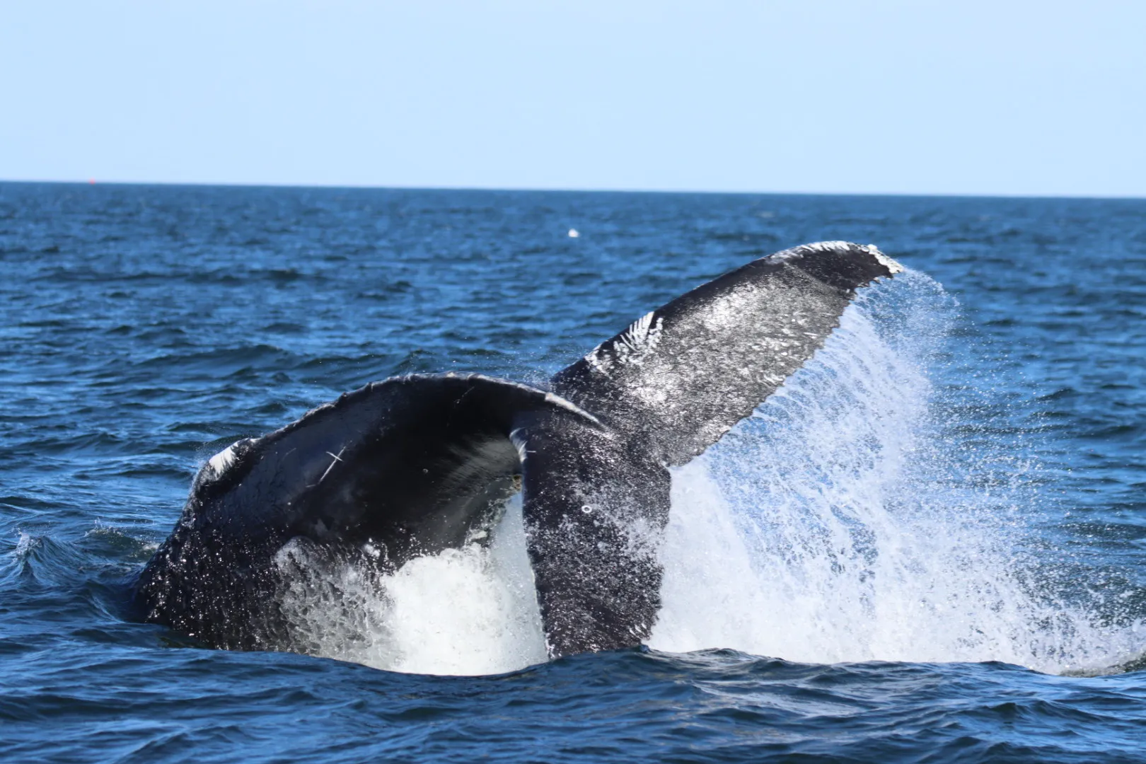 Whale tail splashing in the ocean against a clear blue sky.