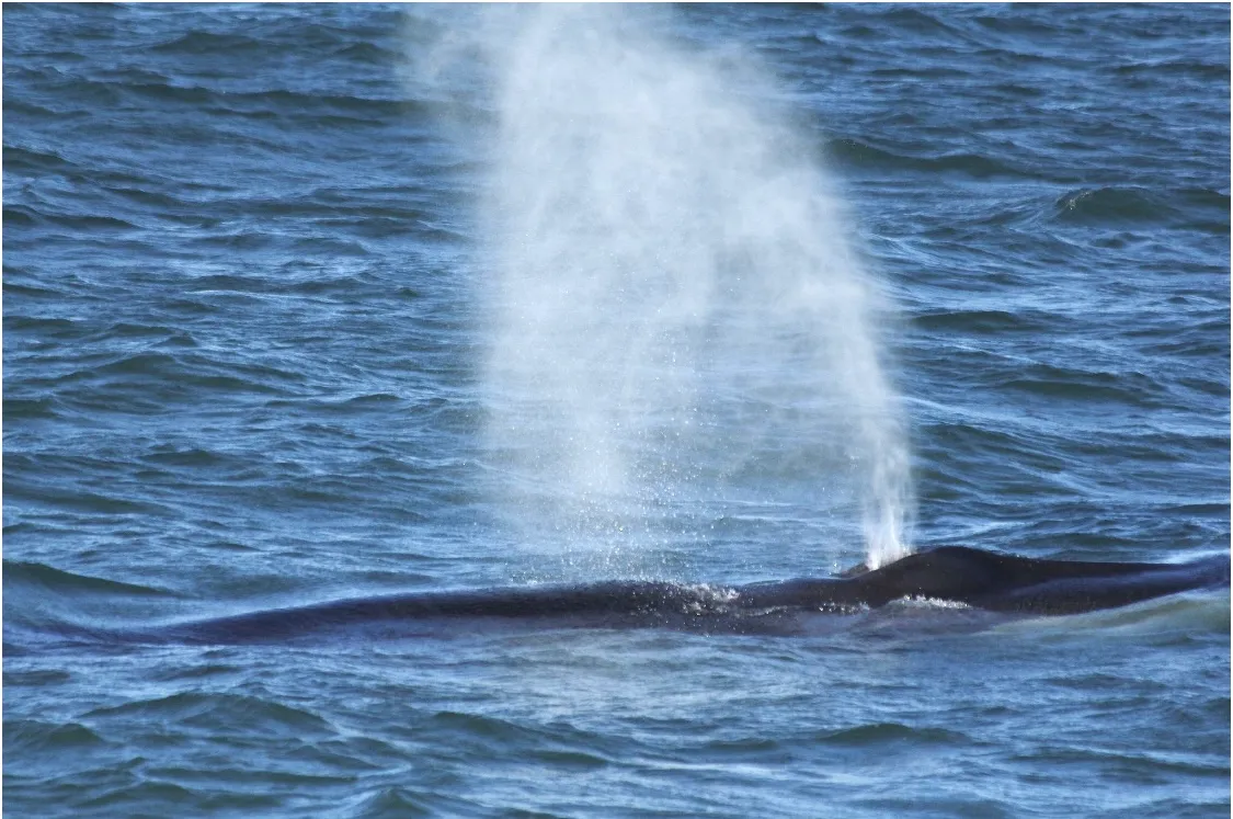 Whale surfacing in ocean