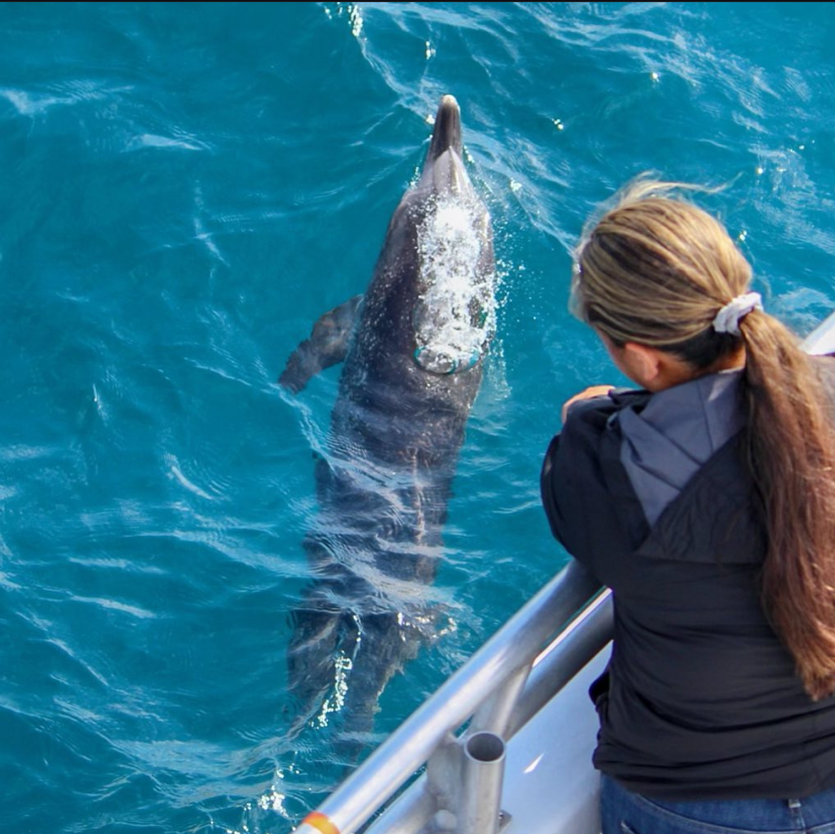 Woman on boat watches dolphin swimming underwater in clear blue sea.