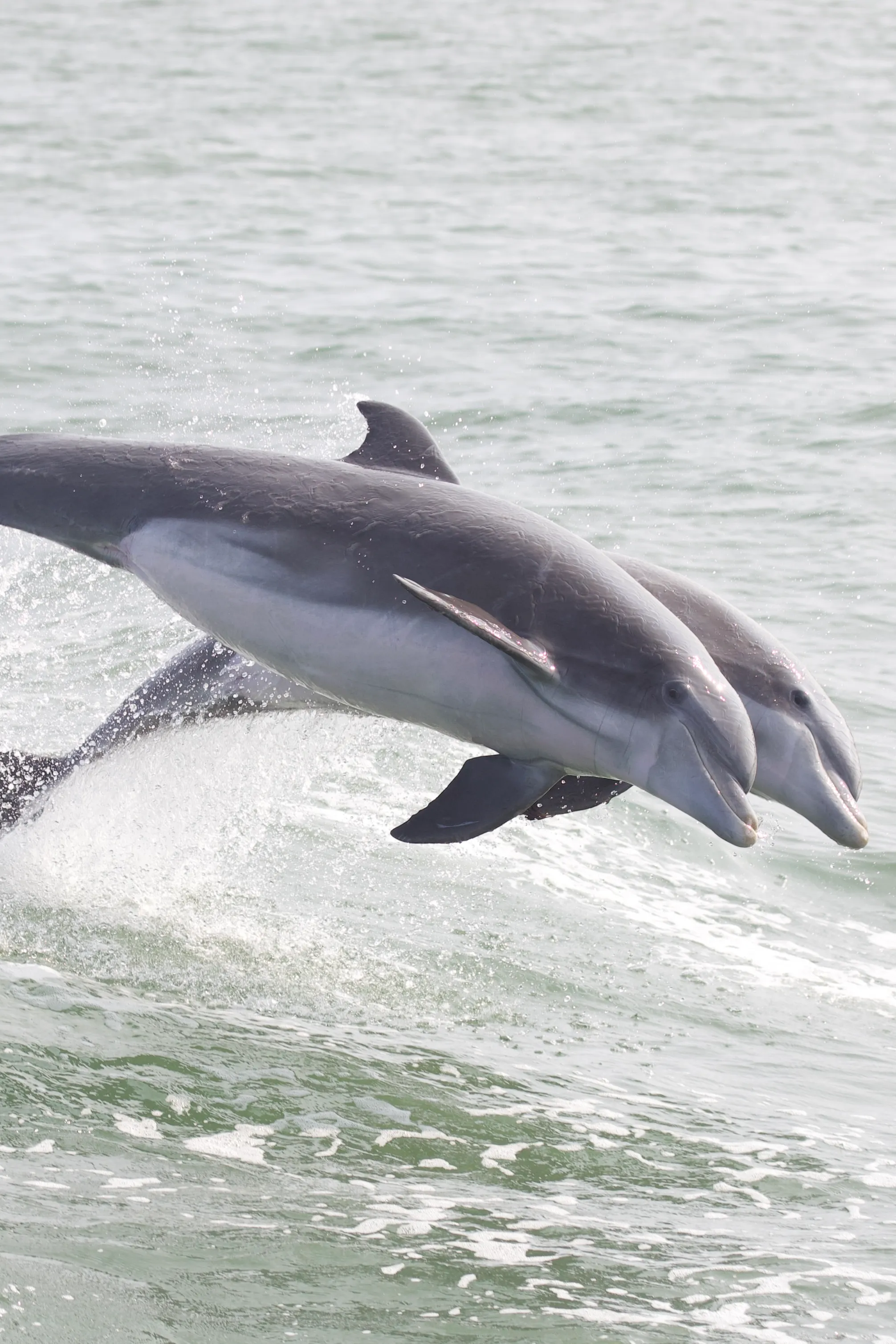 Two dolphins jumping out of the water side by side in the ocean.