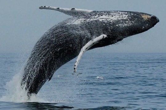 Humpback whale breaching out of the ocean against a cloudy sky.